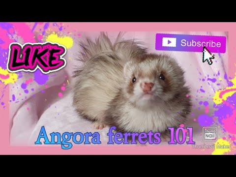 , title : 'Angora ferrets 101'