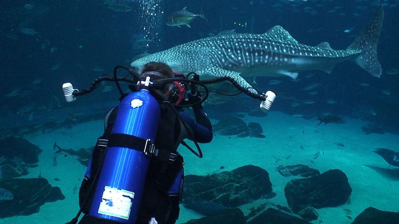 Georgia Aquarium (Whale sharks and manta rays!)