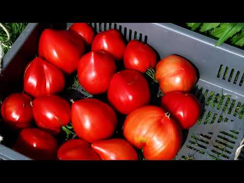 Vidéo tomates  3:  Objectif 50 kg sur 5,4 m²: déjà 40 kg !