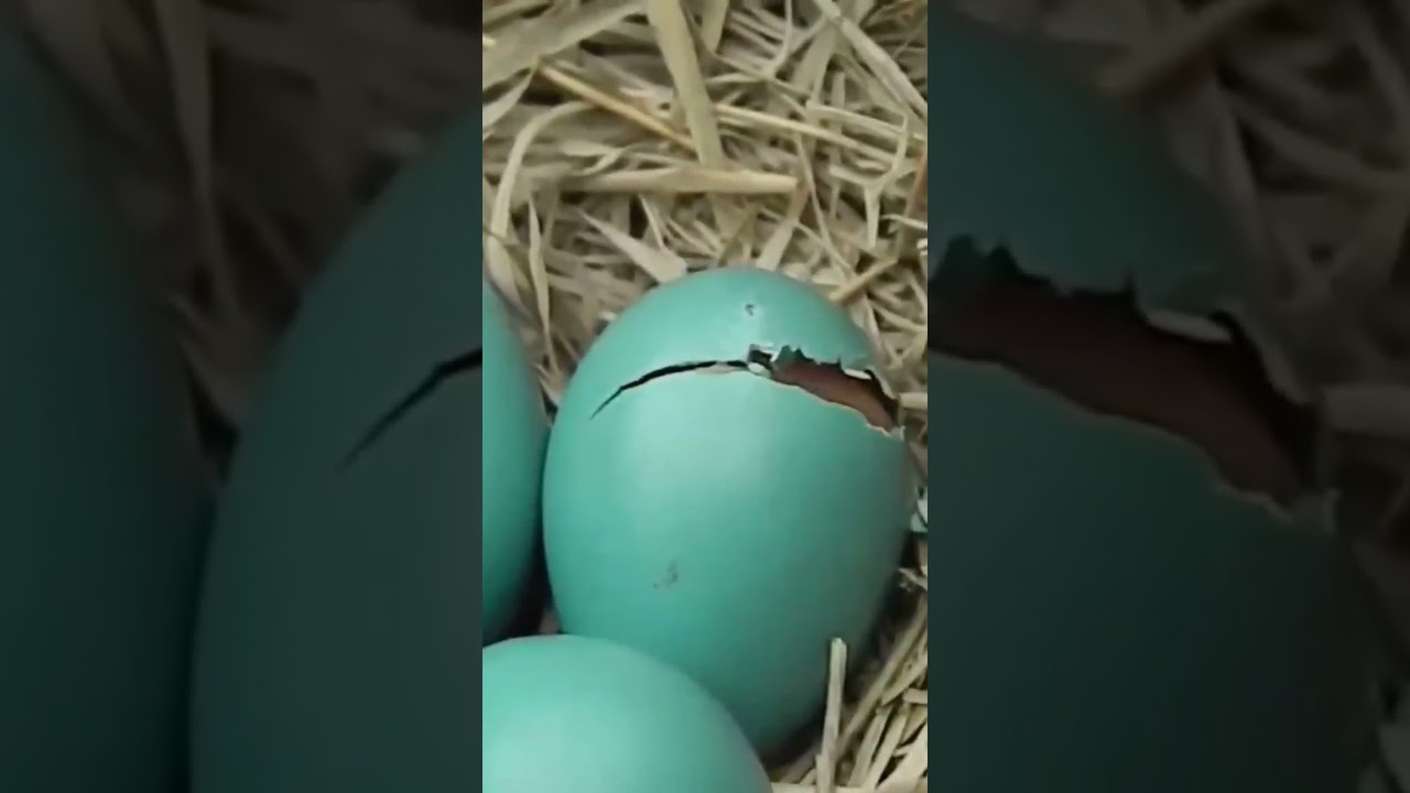 Bird Eggs Hatching @bdwildbird