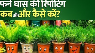 How to prepare soil for reporting fern grass, know which fertilizer to use #gkgarden #viralvideo ...