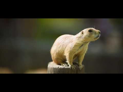 Odense Drone Video Tour | Expedia