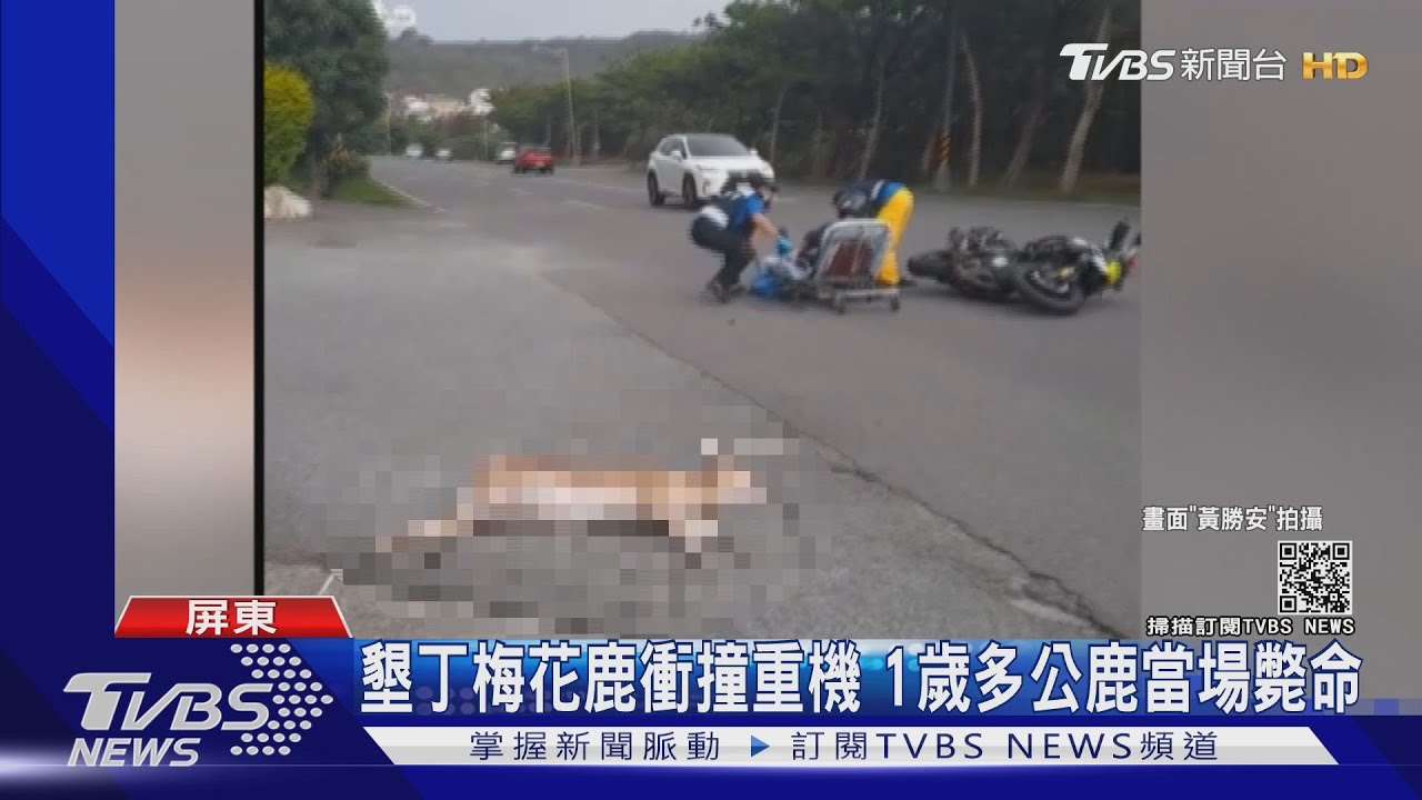 墾丁梅花鹿馬路亂衝撞重機 8天內2車禍釀「1死」2傷