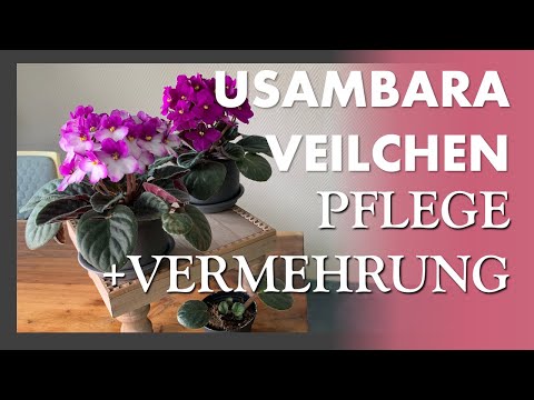 Usambaraveilchen 💜💚 Saintpaulia - African Violet - Wie man sie pflegt und vermehrt + Spezialtöpfe