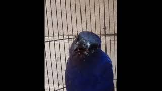 Download lagu masteran ciung batu gacor, pasti nyaut mp3