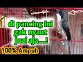 Suara Hutan Burung Cendet Cocok Buat Pancingan Cendet Macet Bunyi Pancingan Cendet Gacor