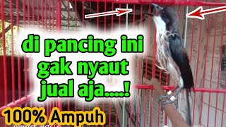 Download lagu suara hutan burung cendet Cocok buat pancingan cendet macet bunyi || pancingan cendet gacor mp3