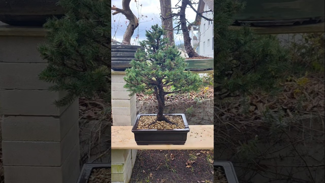 Small Spruce repot🌲#bonsai #garden #vibes #spring #fyp