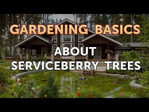 About Serviceberry Trees