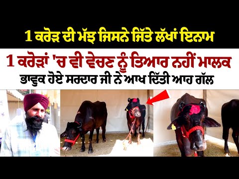 1 Crore ਦੀ ਮੱਝ ਜਿਸਨੇ ਜਿੱਤੇ ਲੱਖਾਂ ਇਨਾਮ,ਕਰੋੜਾਂ 'ਚ ਵੀ ਵੇਚਣ ਨੂੰ ਤਿਆਰ ਨਹੀਂ ਮਾਲਕ