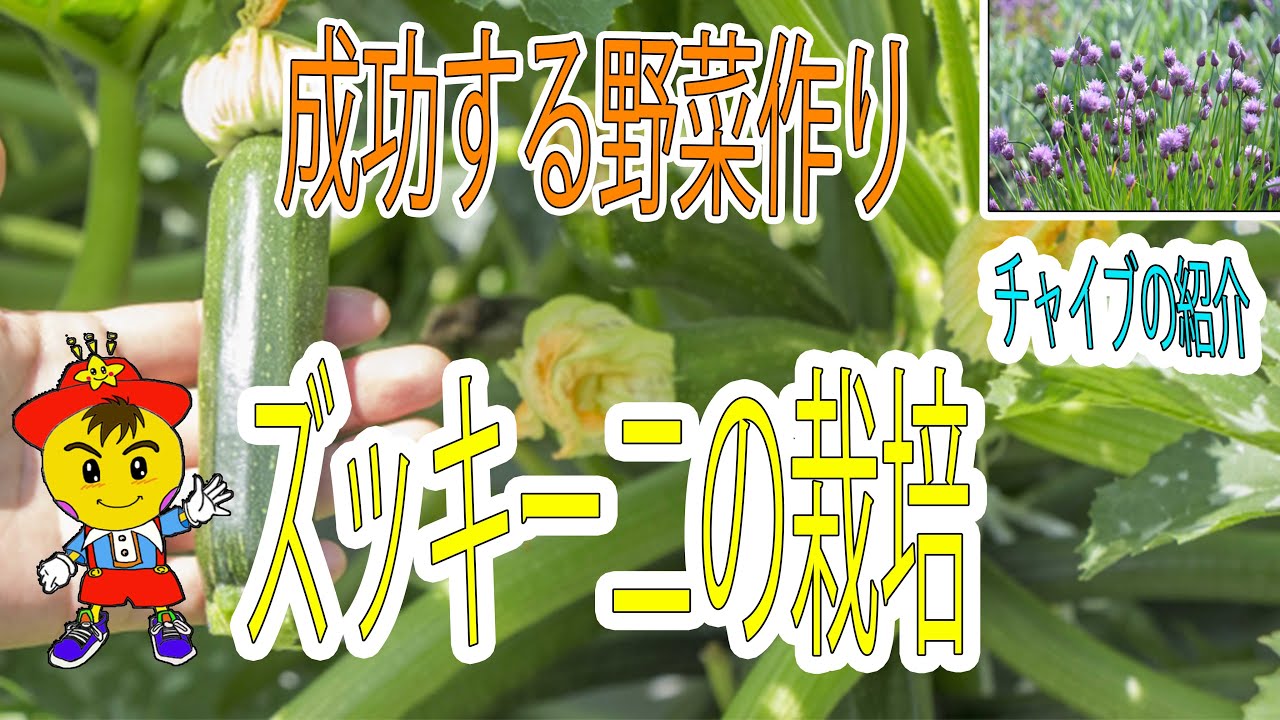 自然栽培で育てるズッキーニとチャイブの栽培ポイント