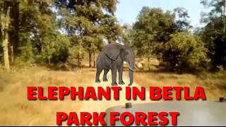 preview picture of video 'Elephants in betla park forest'