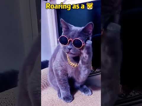 Cat is shouting|Lucky Sahar writes#shorts