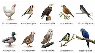 10 Tipos de Pássaros Que Você Vê Todo Dia Explicados em 4 Minutos