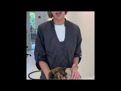 Professional Cat Groomer shows the difference between a Plush Cut and a Lion Trim