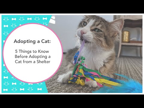 Adopting a Cat: 5 Things to Know Before Adopting a Cat from a Shelter