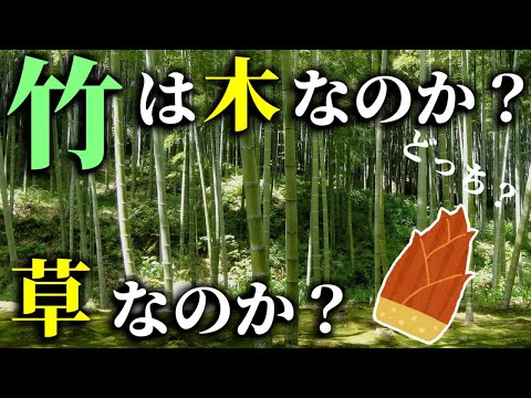 ビセット竹 植物