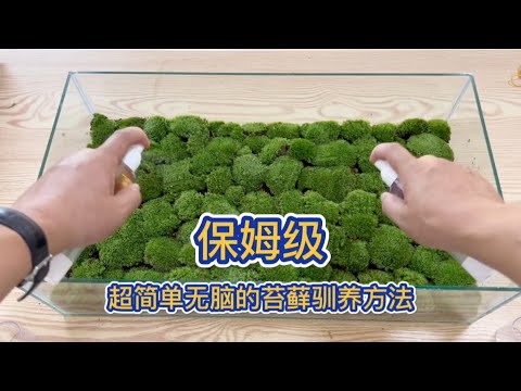 青苔 苔蘚