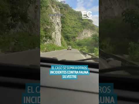 Venado atropellado a propósito