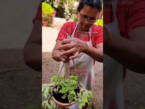 Plant mom + Dog mom = My mom. #garden #gardening #dog #cute #mom #kerala #onam #cleaning #gibberish