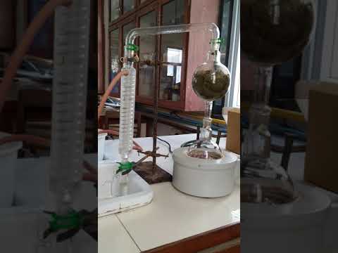 Eucalyptus Injection From Mexico