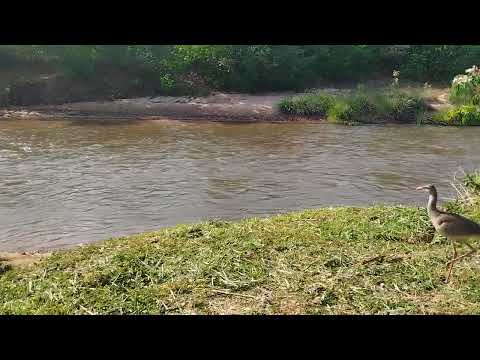 Meu Mato grosso do Sul Rio Aquidauana 🐟🐟🎣🎣🎣