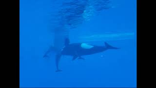 名古屋水族館.殺人鯨與沙丁魚 (2007年 )