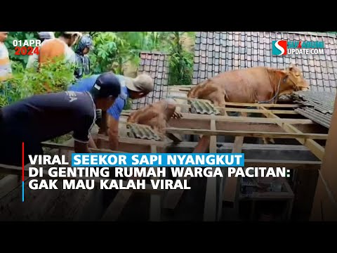 Viral Seekor Sapi Nyangkut di Genting Rumah Warga Pacitan: Gak Mau Kalah Viral
