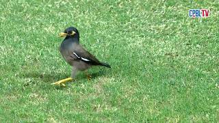 [分享] 八哥降臨洲際