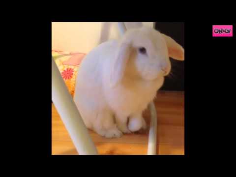 The World's Most Tired Bunny Rabbit - Bunny Yawn