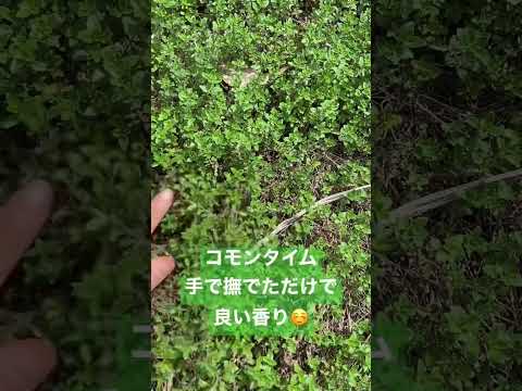 園芸 ワイルドタイム、タイム-ワイルドタイム
