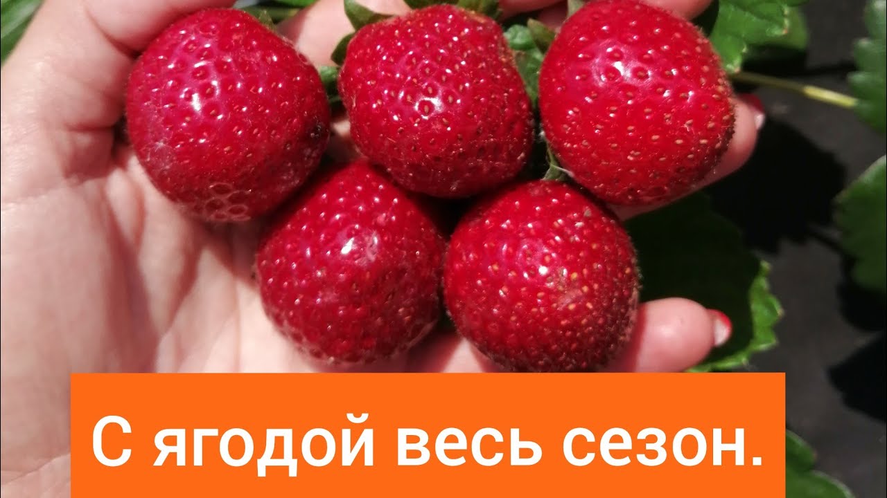 Сорт нейтрального дня. Молинг опал.