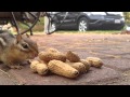Chipmunk Eating Peanuts