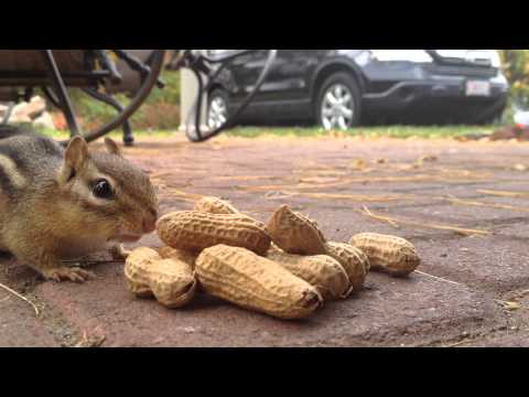 シマリス、ほっぺ袋の収納革命 のサムネイル
