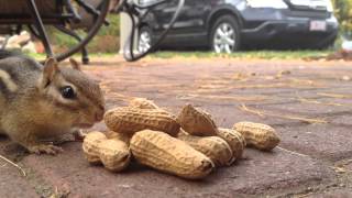 Chipmunk eating peanuts