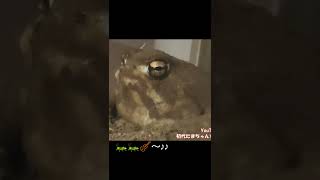 Download lagu 『パッヘルベルのカノン』アメフクラガエル🐸 #パッヘルベルのカノン #アメフクラガエル  #バイオリン #クラシック mp3