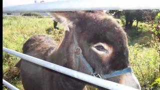 preview picture of video 'Athenry Priory - Ireland'