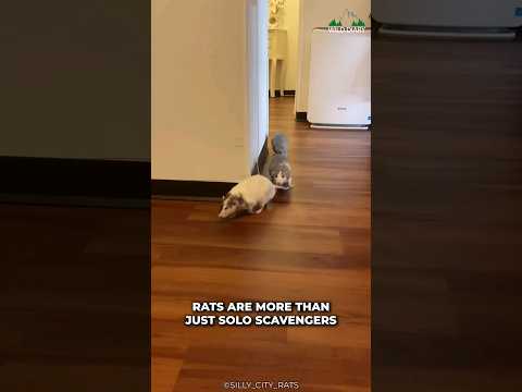 ネズミはあなたが思っているよりもずっと賢い