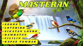 Download lagu DIJAMIN MENTAL JUARA | MASTERAN UNTUK SEMUA JENIS BURUNG KICAU , MURAI BATU, CUCAK HIJAU, KACER mp3
