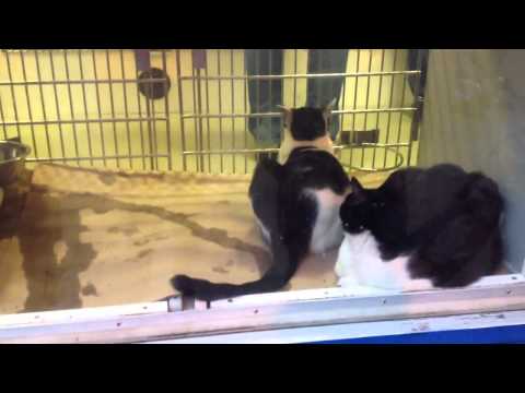 Cats @ Union Square NYC