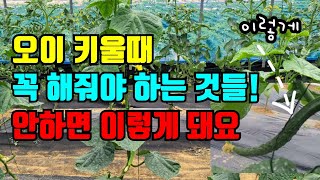 오이키울때 가장 필수적으로 해야하는 오이 순치는 방법, 병해충예방법, 오이 필수 영양제 ,  이렇게 키워야 …
