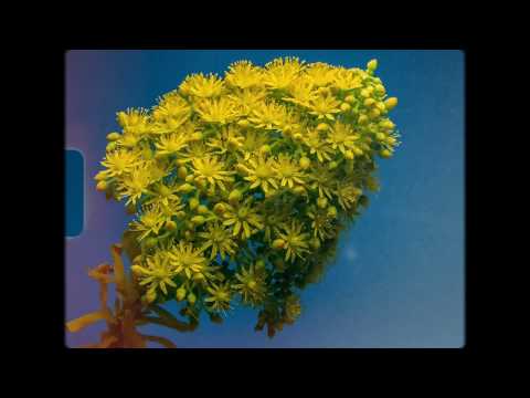 (FREE) J.I.D X EarthGang X Denzel Curry Type Beat - Shade