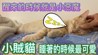 Re: [問卦] 想要養貓要注意什麼