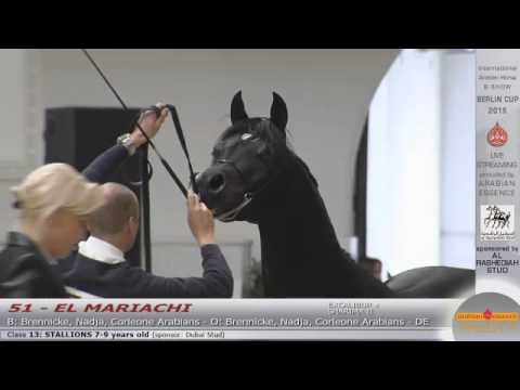 Berlin Cup Werder 2015 - Stallion 7-9 years old (Class 13) - N.51 EL MARIACHI