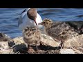 Black Headed Gull Feeding Chicks