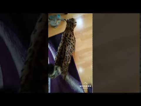 Bengal Cat Bites scratches the Fukk out of me😮😮