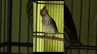 Download lagu cucak keling gacor trotol #cucakkeling #cucakkelingteler #shorts mp3