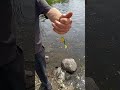Video Thumbnail for Perch Swimbait Does It Again.