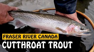 Download lagu Fraser River's Multi-species Winter Fishery | Fishing with Rod mp3 Download lagu Fraser River's Multi-species Winter Fishery | Fishing with Rod mp3