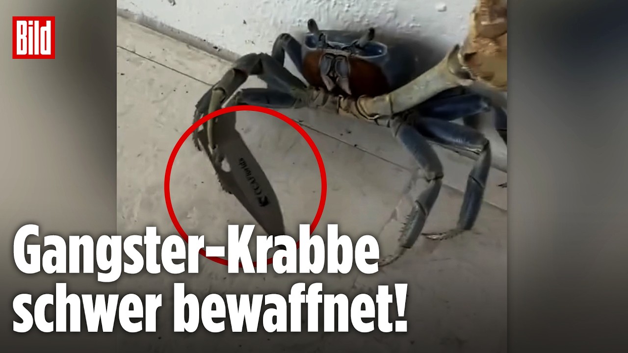 Florida außer Kontrolle! Mit DIESER Killer-Krabbe legt sich lieber keiner an!
